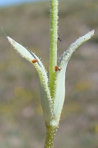 Holosteum umbellatum