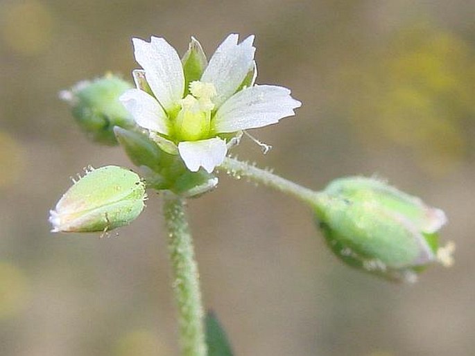 HOLOSTEUM UMBELLATUM L. – plevel okoličnatý / burinka okolíkatá