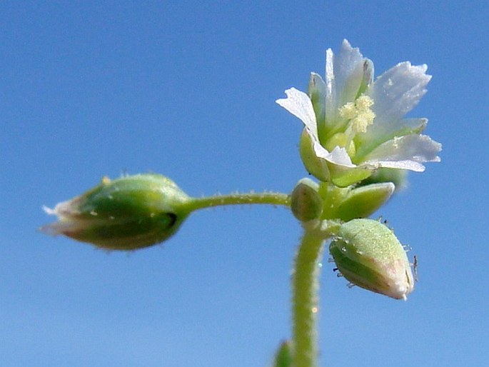 Holosteum umbellatum