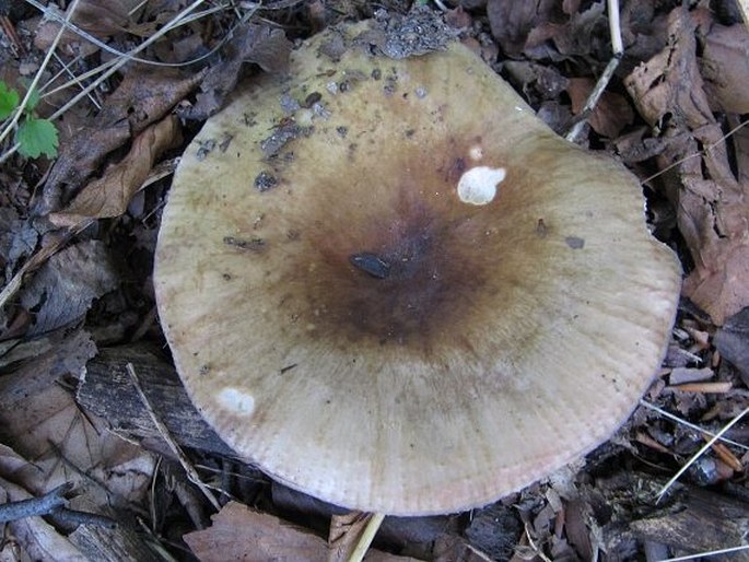 Russula violeipes