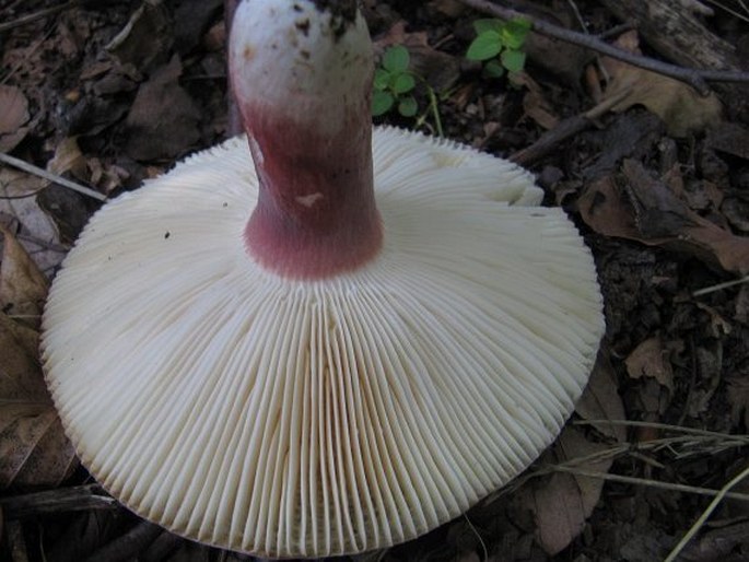 Russula violeipes