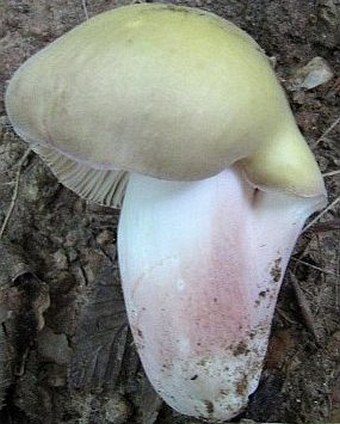 Russula violeipes