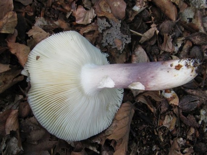 Russula violeipes