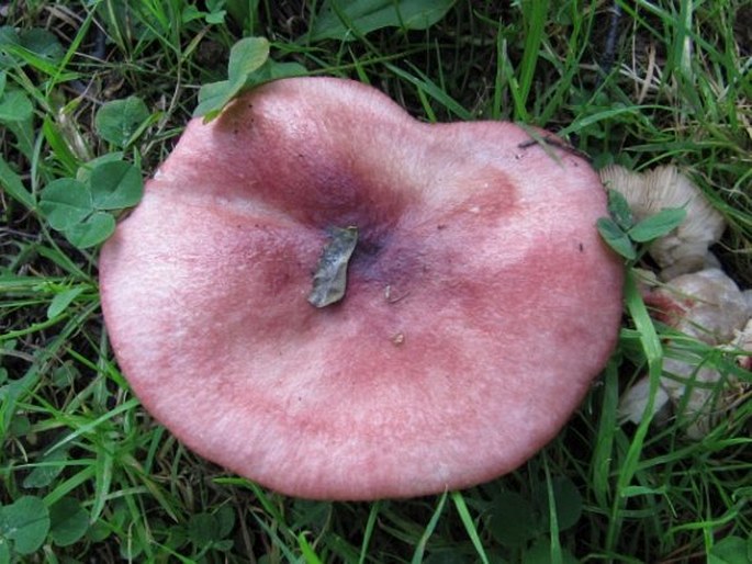 Russula exalbicans