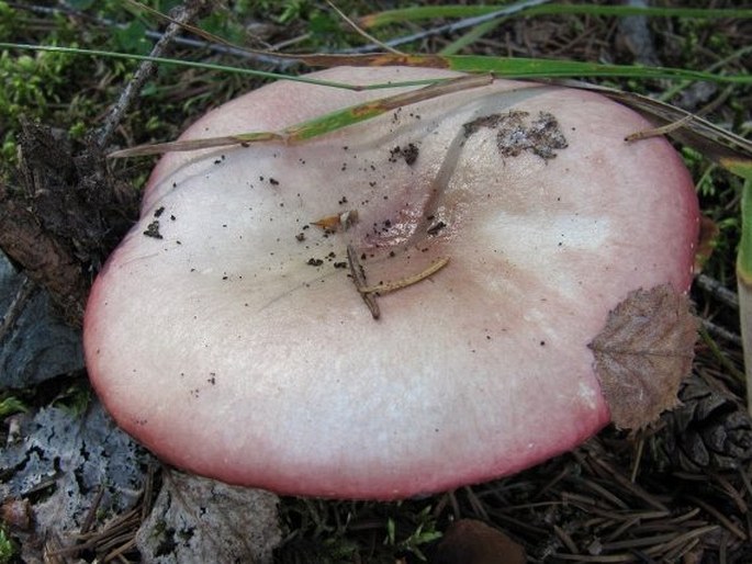 Russula exalbicans