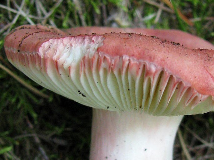 Russula rosea