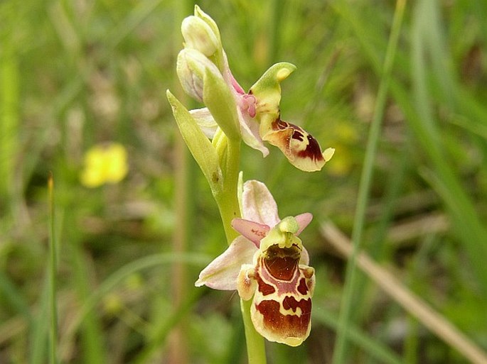 Ophrys holoserica subsp. holubyana