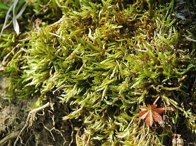 HOMALOTHECIUM LUTESCENS (Hedw.) H. Rob. - hedvábitec žlutý / hodvábnik žltkastý