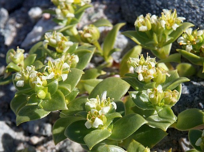 HONCKENYA PEPLOIDES subsp. DIFFUSA (Hornemann) Hultén ex V. V. Petrovsky