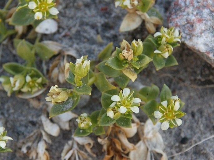 Honckenya peploides subsp. diffusa