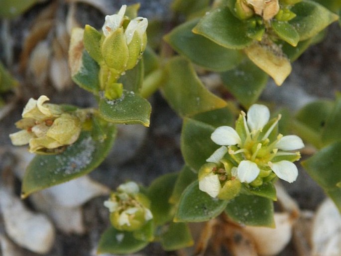 Honckenya peploides subsp. diffusa