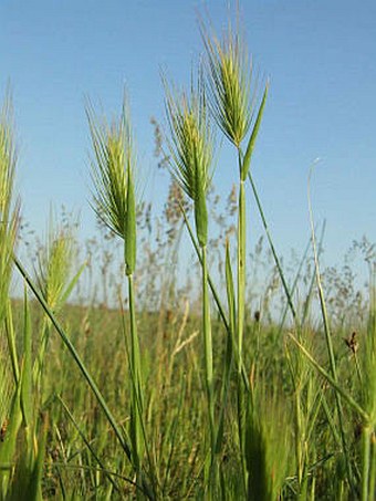 Hordeum geniculatum