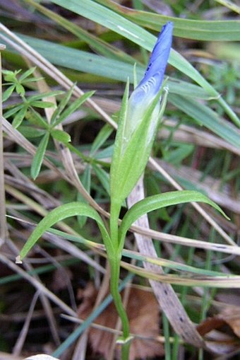 Gentianopsis ciliata