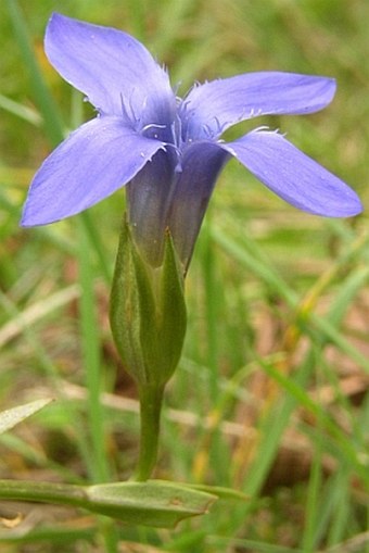 Gentianopsis ciliata