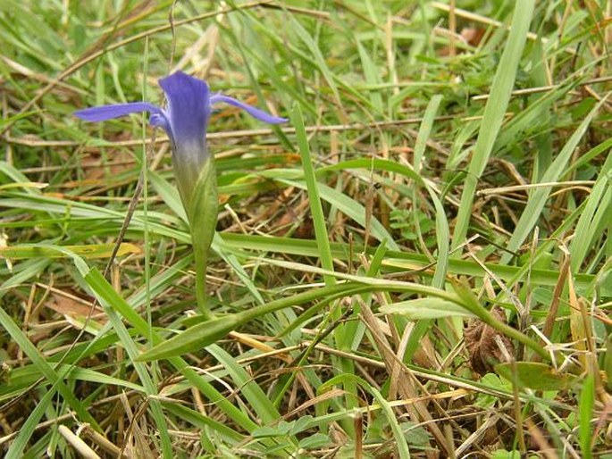 Gentianopsis ciliata