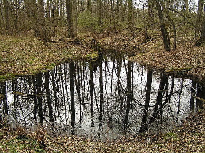 Na hornické - přírodní rezervace