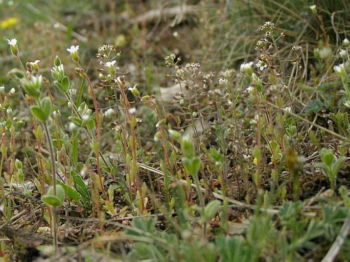 Hornungia petraea