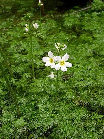 Hottonia palustris