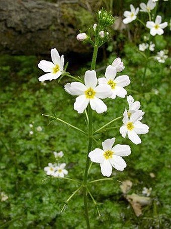 Hottonia palustris