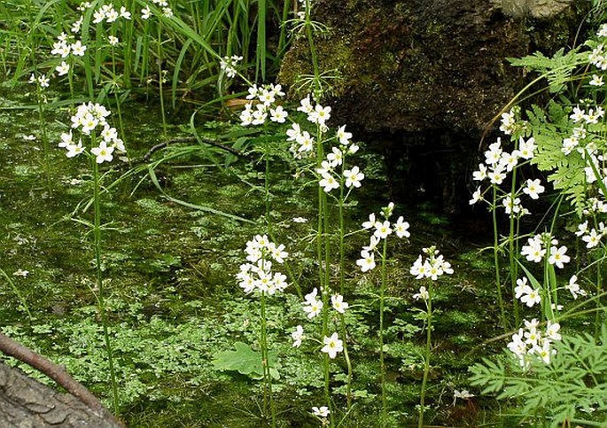 HOTTONIA PALUSTRIS L. – žebratka bahenní / perutník močiarny