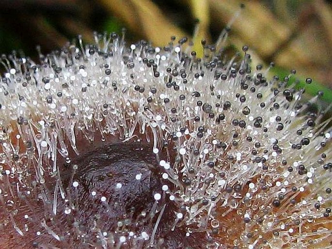 Spinellus fusiger