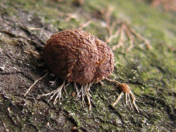 Hypoxylon howeanum