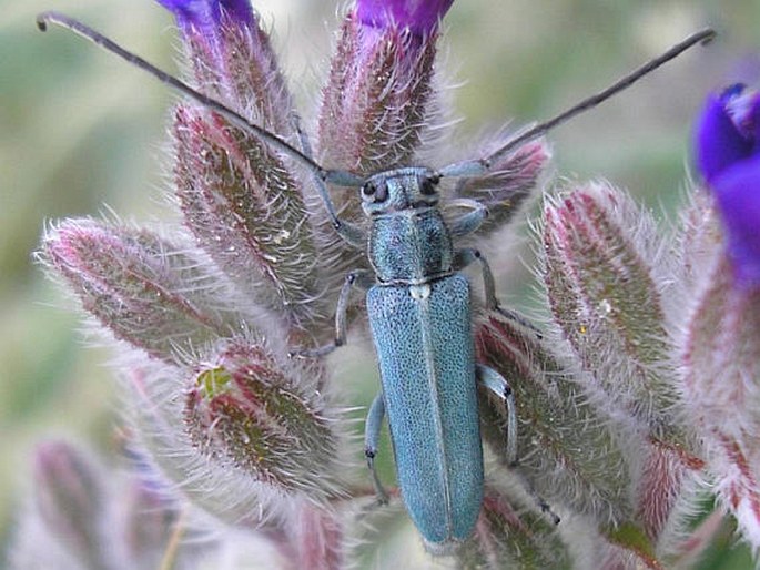 Opsilia coerulescens