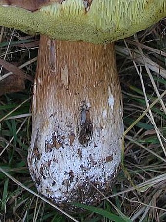 Boletus pinophilus