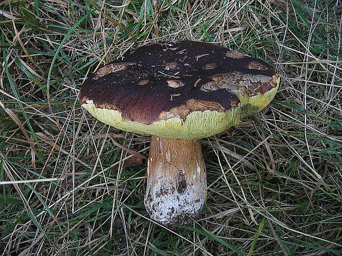 Boletus pinophilus