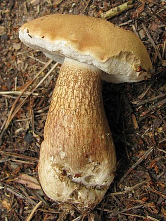 Tylopilus felleus