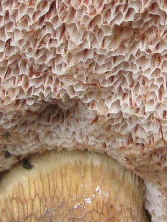 Tylopilus felleus