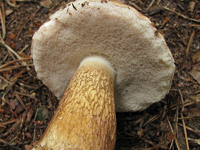 Tylopilus felleus