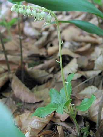 Orthilia secunda