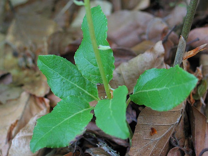 Orthilia secunda