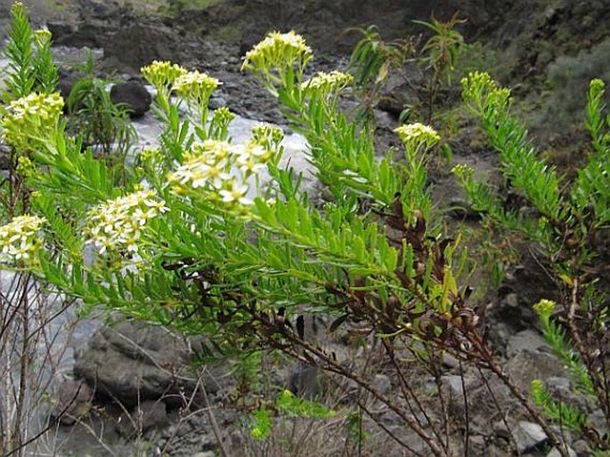 Hubertia ambavilla