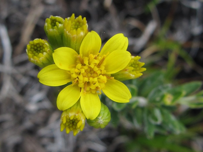 Hubertia tomentosa