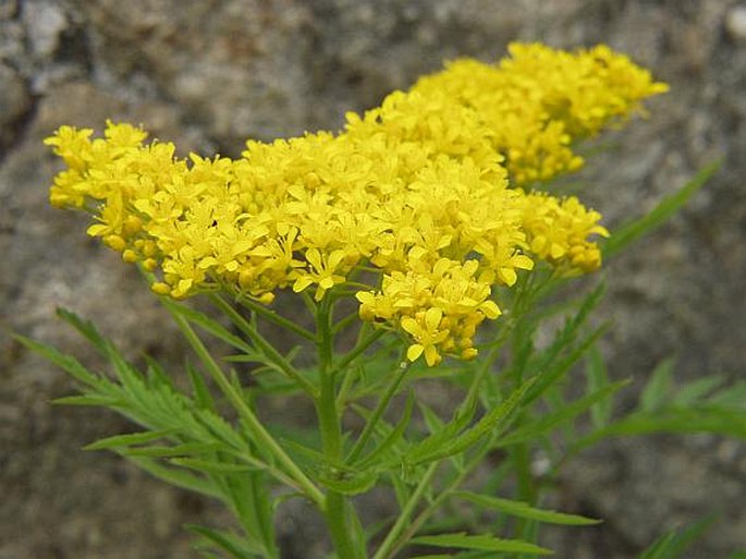 HUGUENINIA TANACETIFOLIA (L.) Rchb.