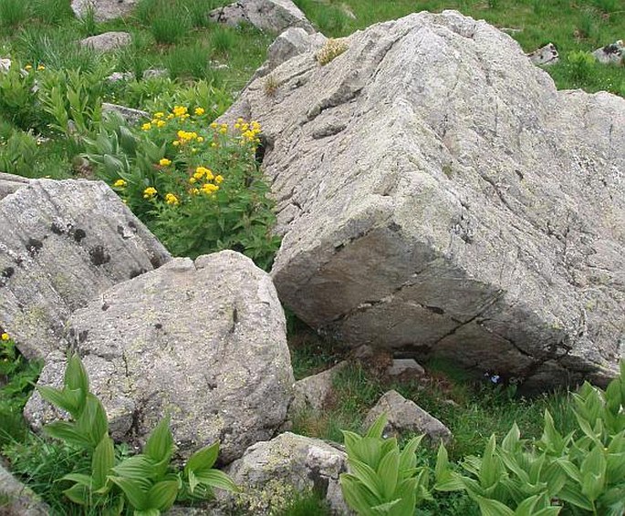 Hugueninia tanacetifolia