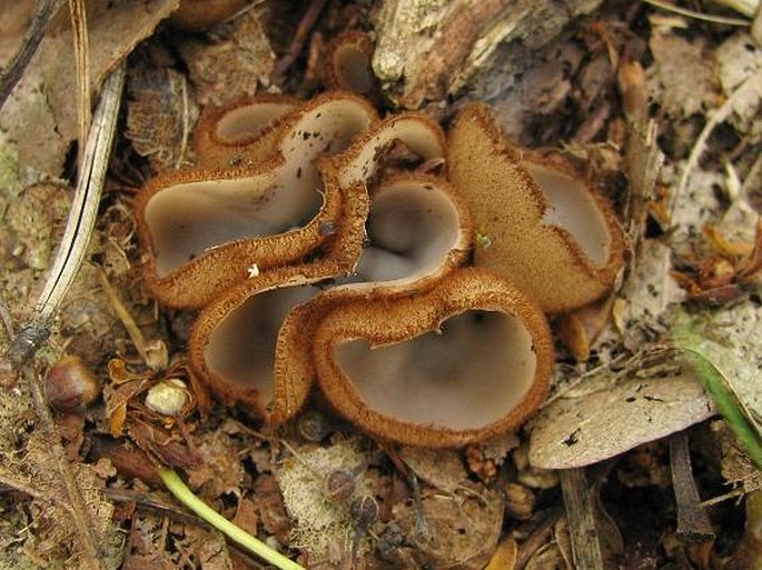 Humaria hemisphaerica