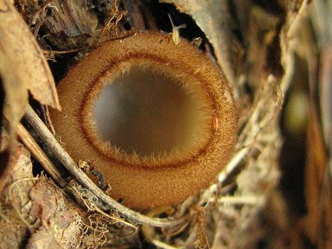 HUMARIA HEMISPHAERICA (F. H. Wigg.) Fuckel - bělokosmatka polokulovitá / humária polguľovitá