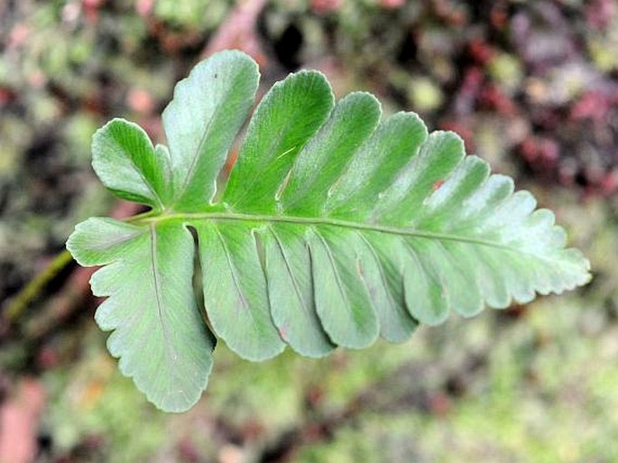 Humata repens