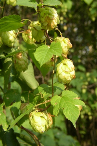 Humulus lupulus