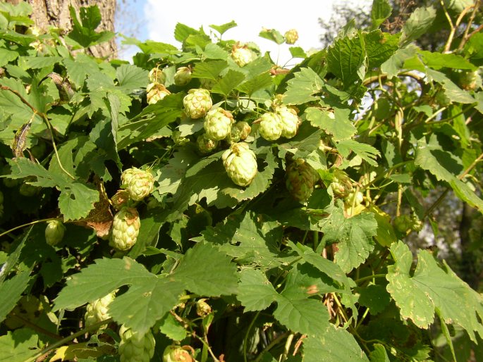 Humulus lupulus