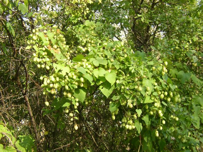 Humulus lupulus