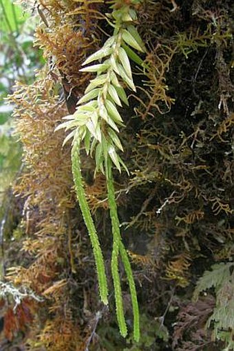 Huperzia ophioglossoides