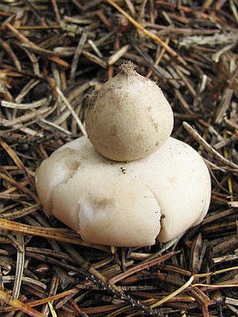 Geastrum fimbriatum