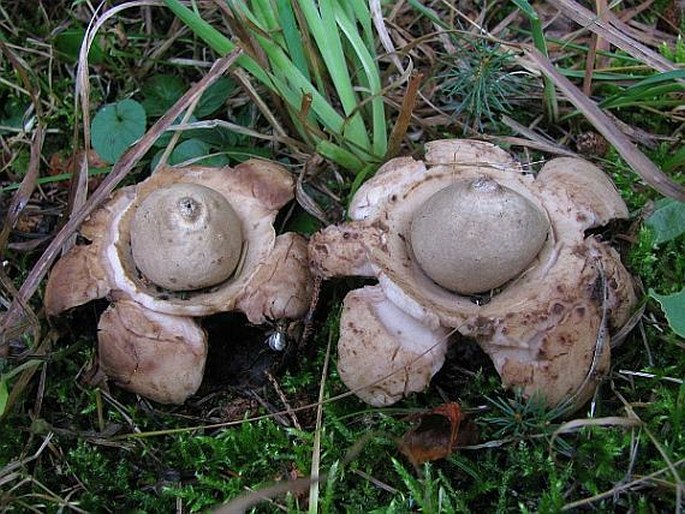 Geastrum triplex