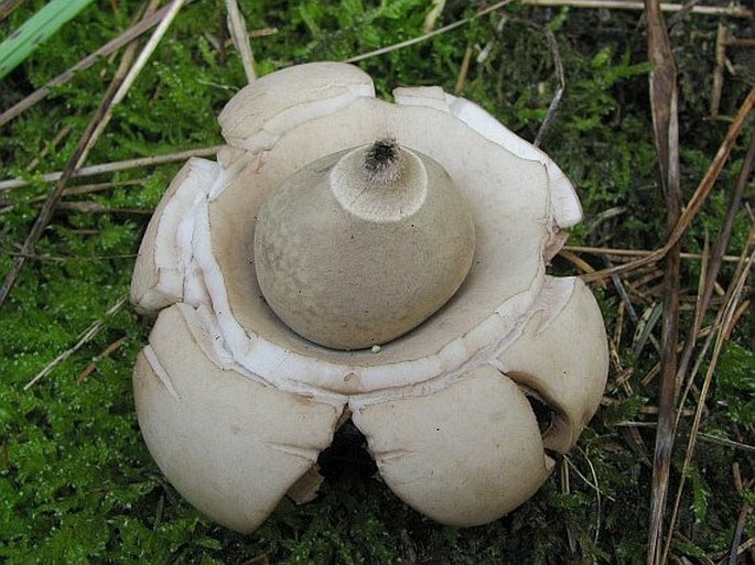 Geastrum triplex