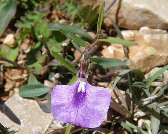 HYBANTHUS ENNEASPERMUS (L.) F. Muell.