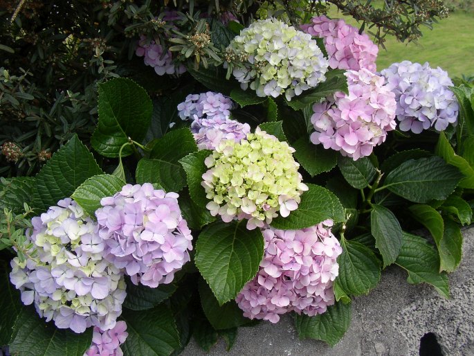 Hydrangea macrophylla